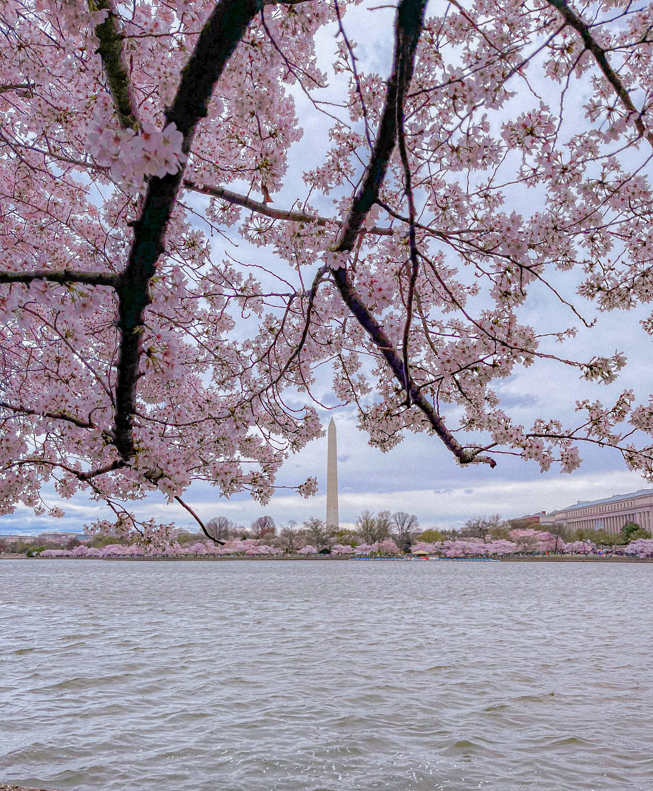 How to see the Cherry Blossom in Washington D.C.